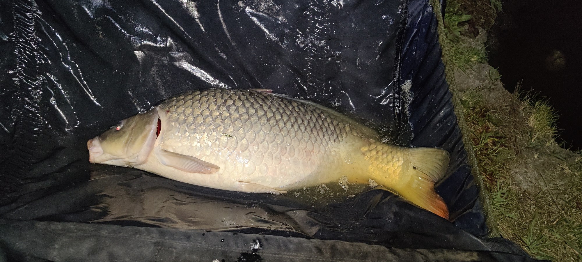 Peștii de Prut - IMG20220521021954.jpg